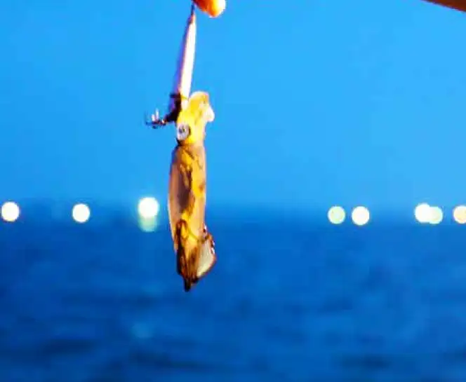 Squid Fishing